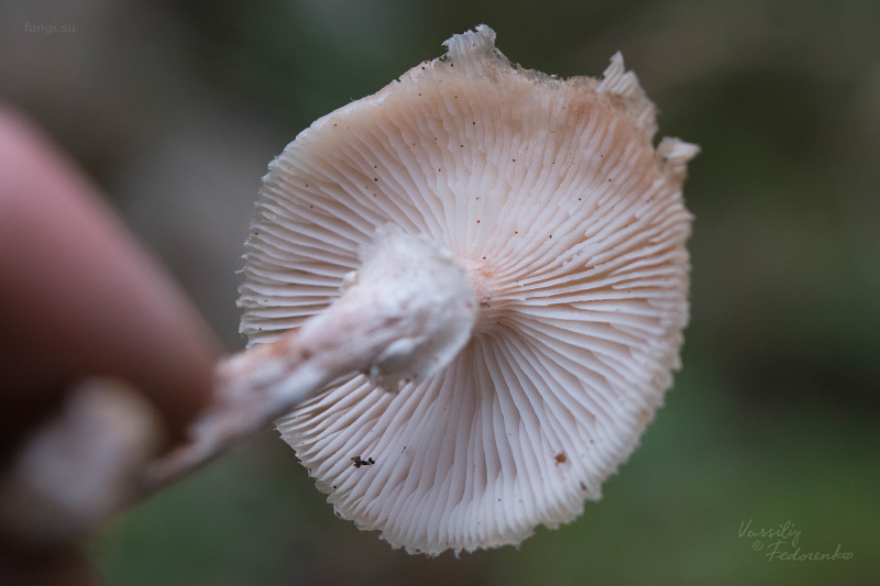 armillaria_02_1.jpg