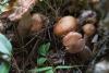 armillaria_02_t1.jpg