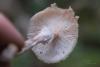 armillaria_02_t1_1.jpg