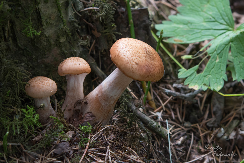 armillaria_03.jpg