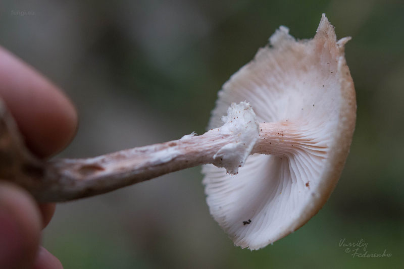 armillaria_03_1.jpg