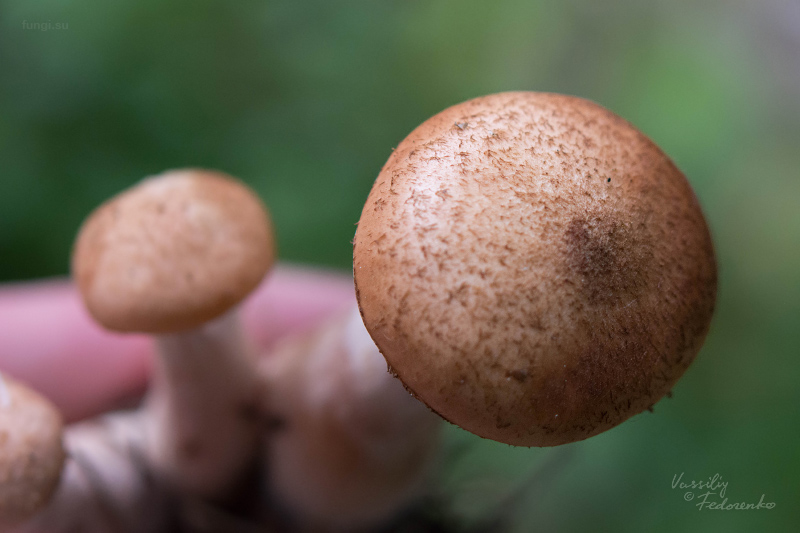 armillaria_04.jpg