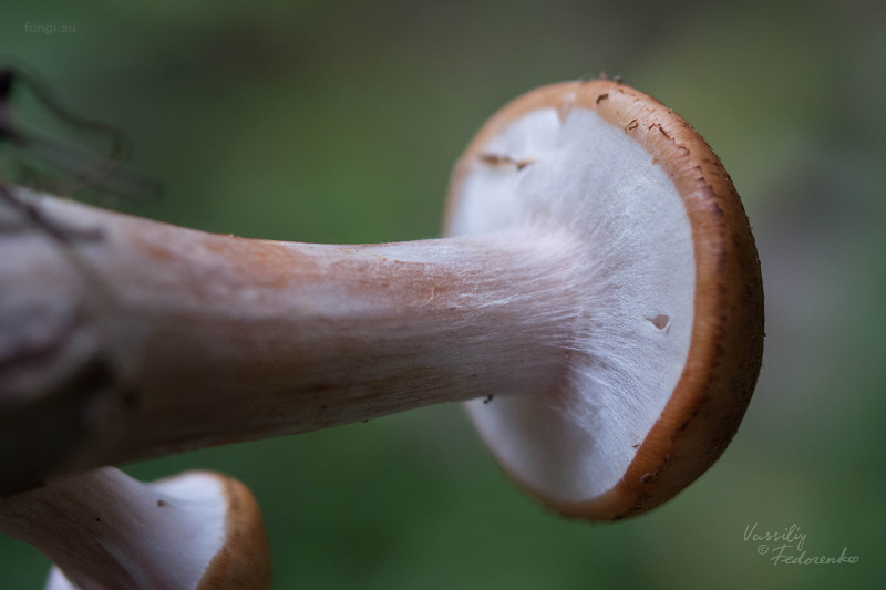 armillaria_05.jpg