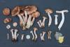 armillaria_07_t1.jpg