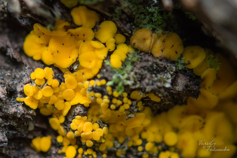 bisporella-citrina_01.jpg