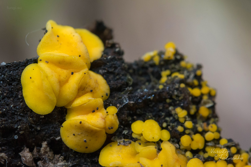 bisporella-citrina_02.jpg