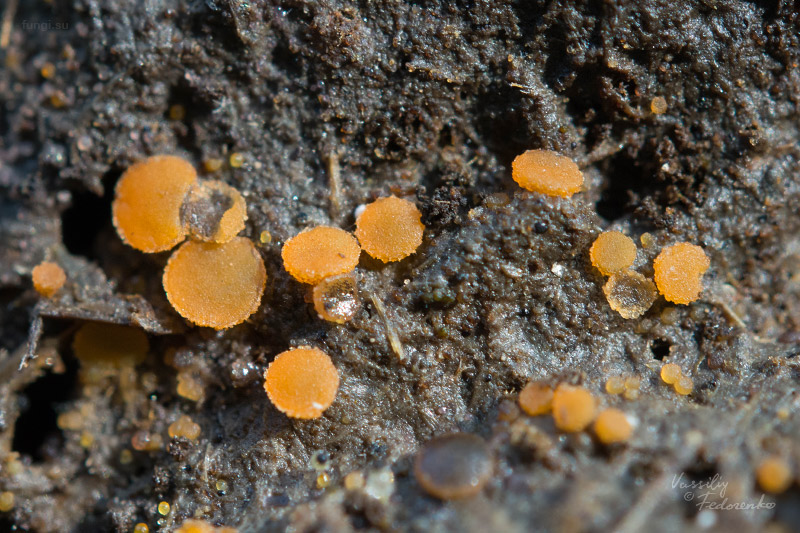 cheilymenia-granulata_01.jpg