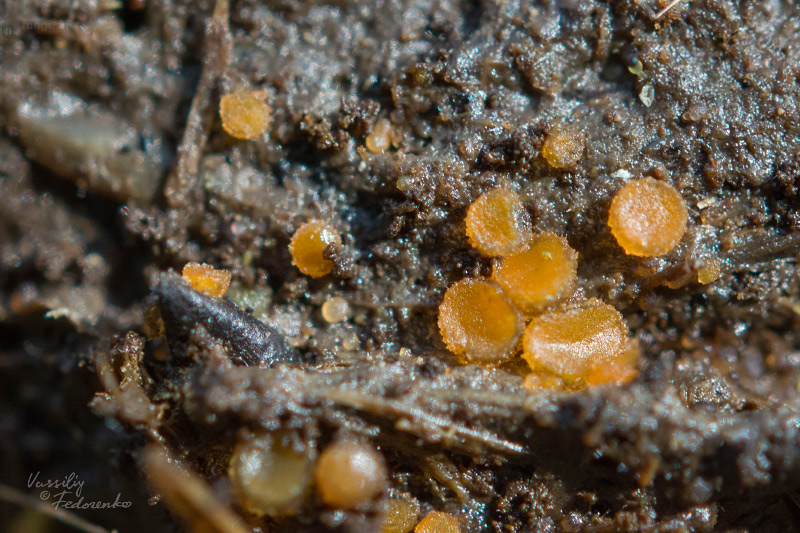 cheilymenia-granulata_02.jpg