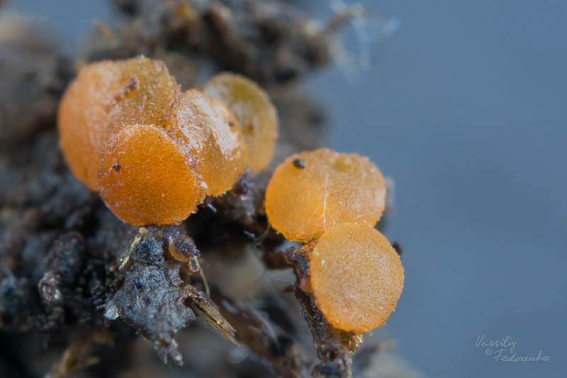 cheilymenia-granulata_03.jpg