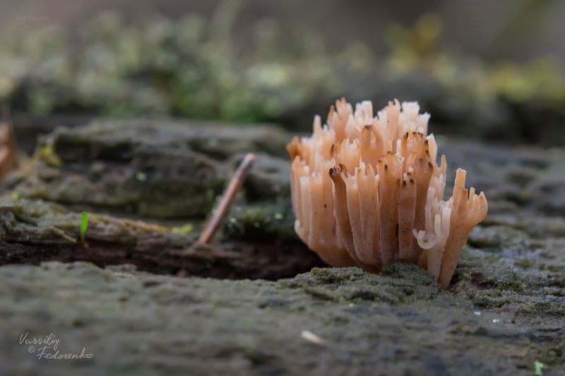 clavicorona-pyxidata_01.jpg