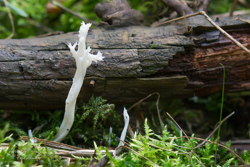 clavulina-rugosa_01.jpg