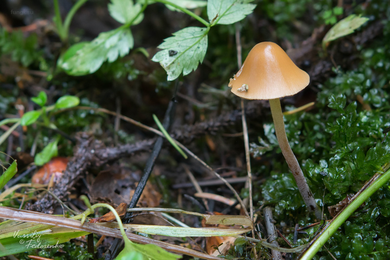 conocybe_01.jpg