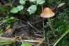 conocybe_01_t1.jpg