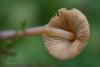 conocybe_02_t1.jpg