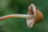 conocybe_03_t1.jpg