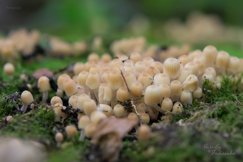 coprinellus-disseminatus_02.jpg