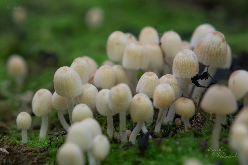 coprinellus-disseminatus_03.jpg