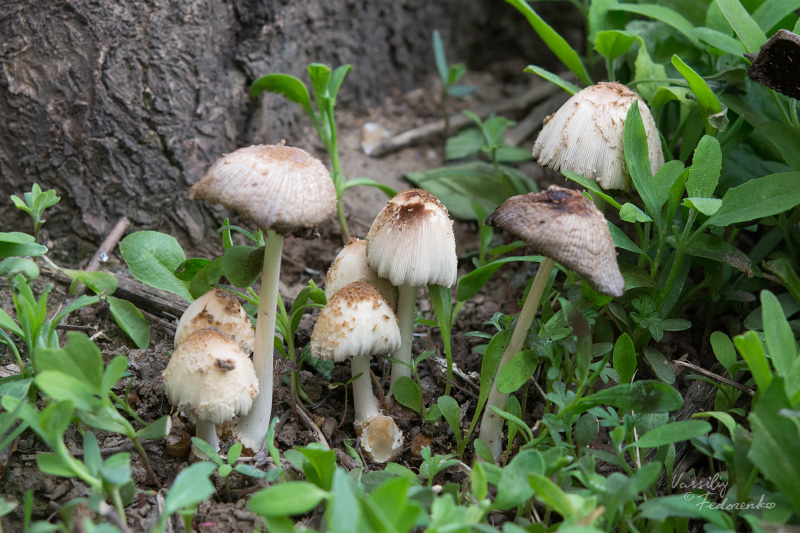 coprinellus-domesticus_01.jpg