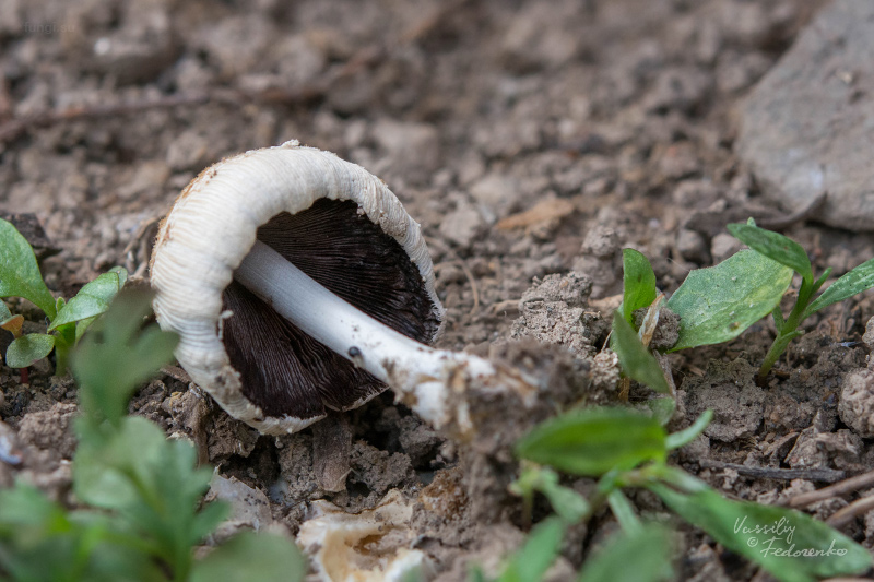 coprinellus-domesticus_03.jpg