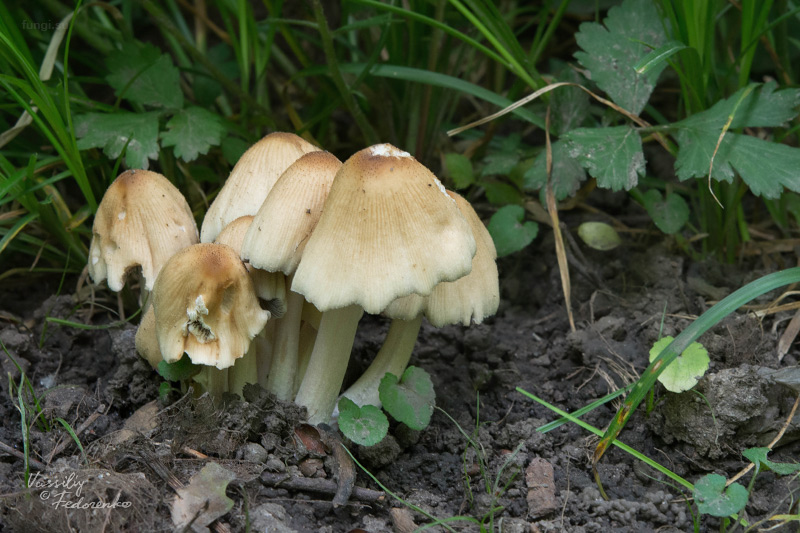 coprinellus_01.jpg