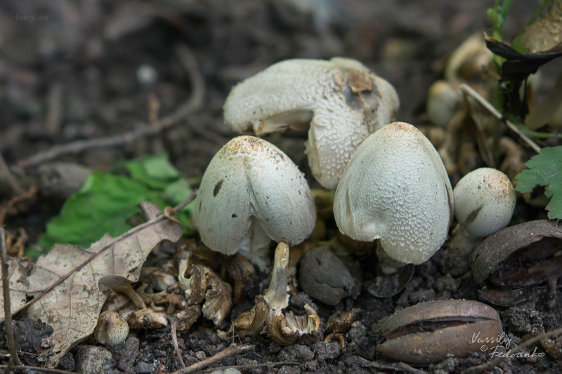 coprinopsis_01.jpg