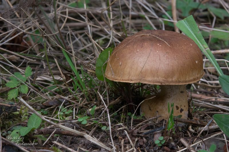 cortinarius_01.jpg