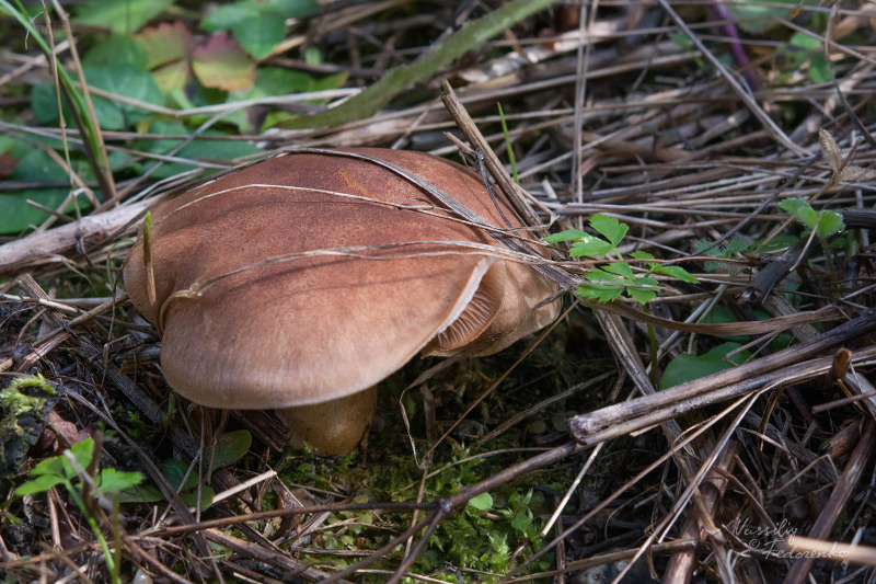 cortinarius_01_1.jpg