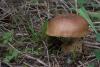 cortinarius_01_t1.jpg