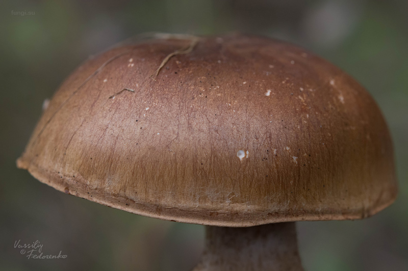 cortinarius_02.jpg