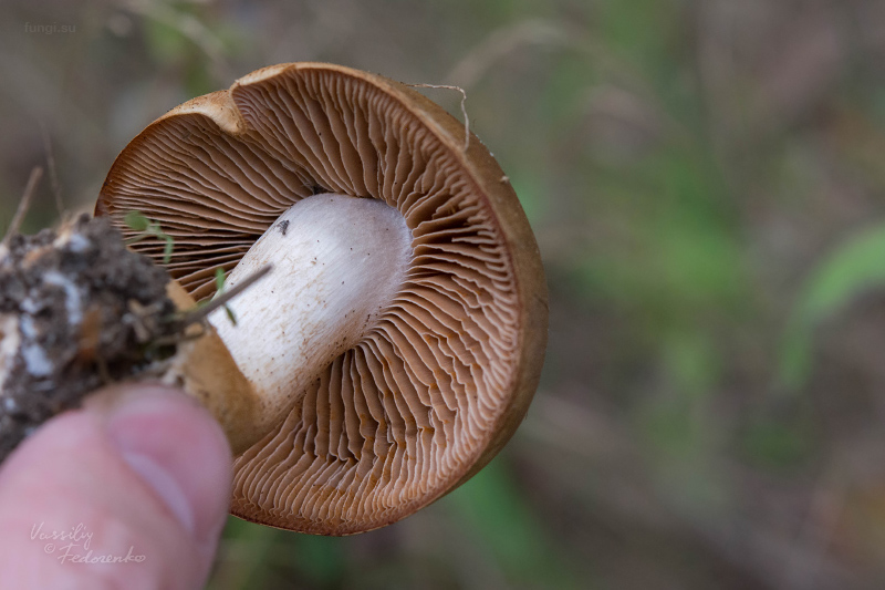 cortinarius_03.jpg