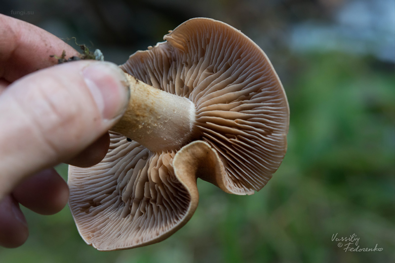 cortinarius_03_1.jpg