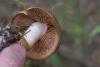 cortinarius_03_t1.jpg