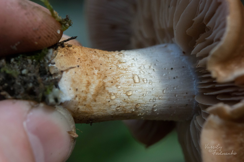 cortinarius_04.jpg