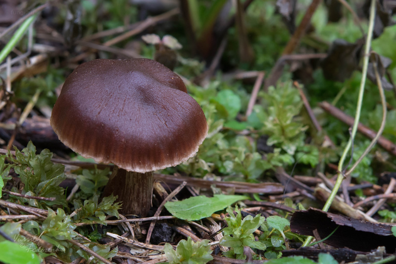 cortinarius_05.jpg