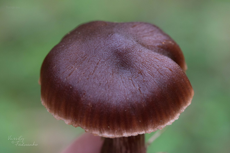 cortinarius_06.jpg