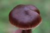 cortinarius_06_t1.jpg