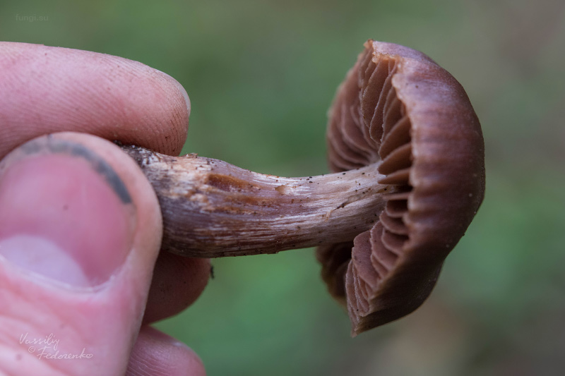 cortinarius_07.jpg