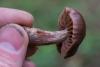 cortinarius_07_t1.jpg