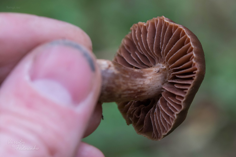 cortinarius_08.jpg