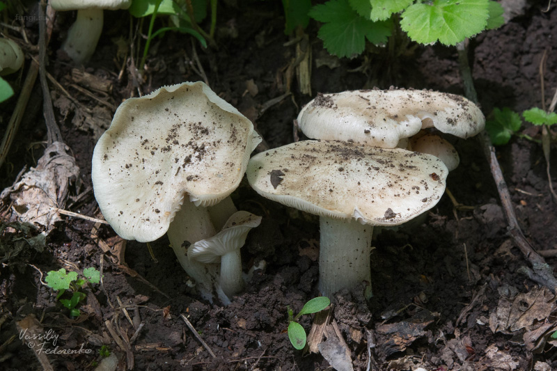 entoloma-sepium_03.jpg