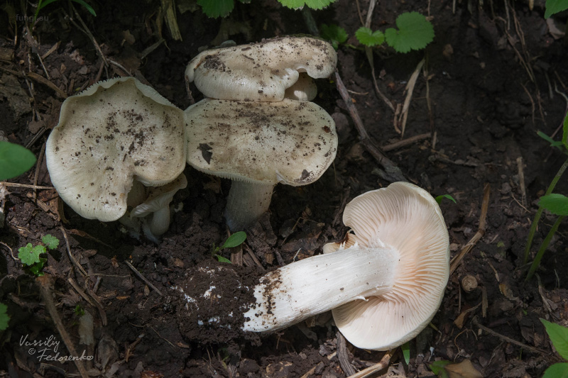 entoloma-sepium_04.jpg