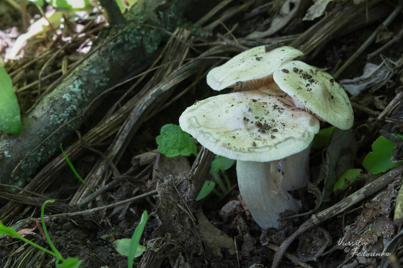 entoloma-sepium_05.jpg