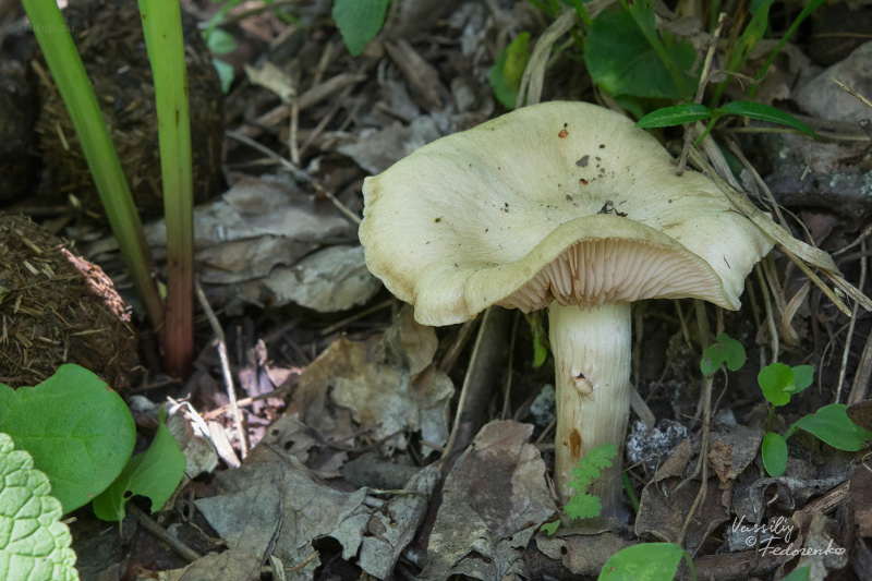 entoloma-sepium_06.jpg