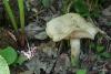 entoloma-sepium_06_t1.jpg