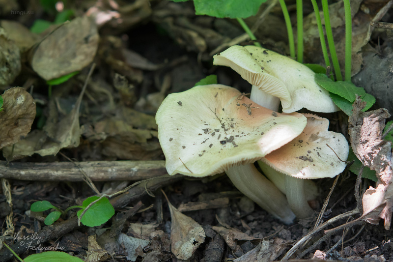 entoloma-sepium_07.jpg