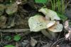 entoloma-sepium_07_t1.jpg