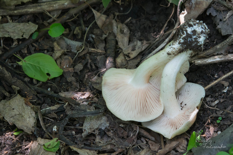 entoloma-sepium_08.jpg