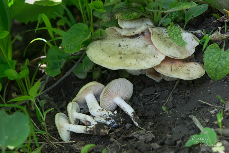 entoloma-sepium_09.jpg