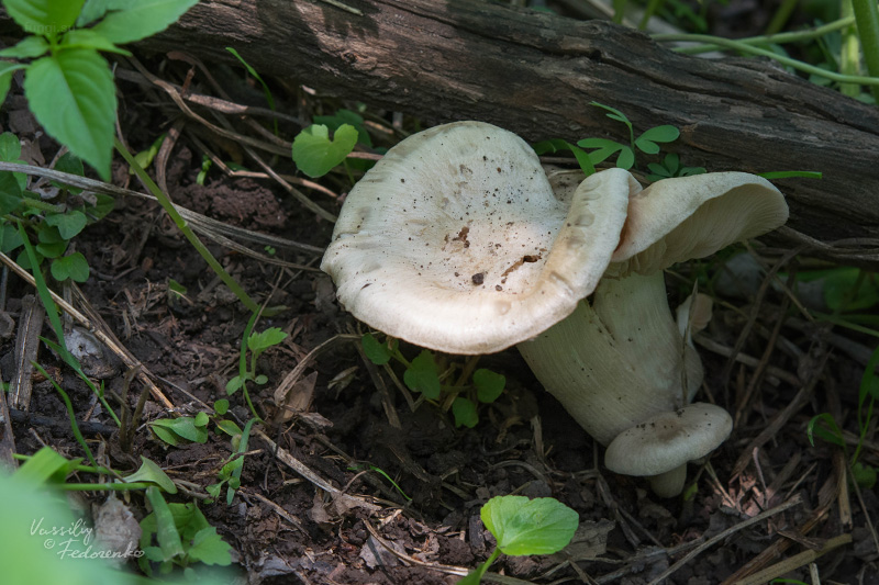 entoloma-sepium_10.jpg