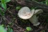 entoloma-sepium_10_t1.jpg